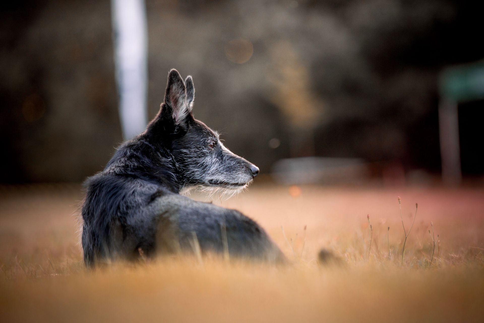 Article: Vivre avec un chien dysplasique