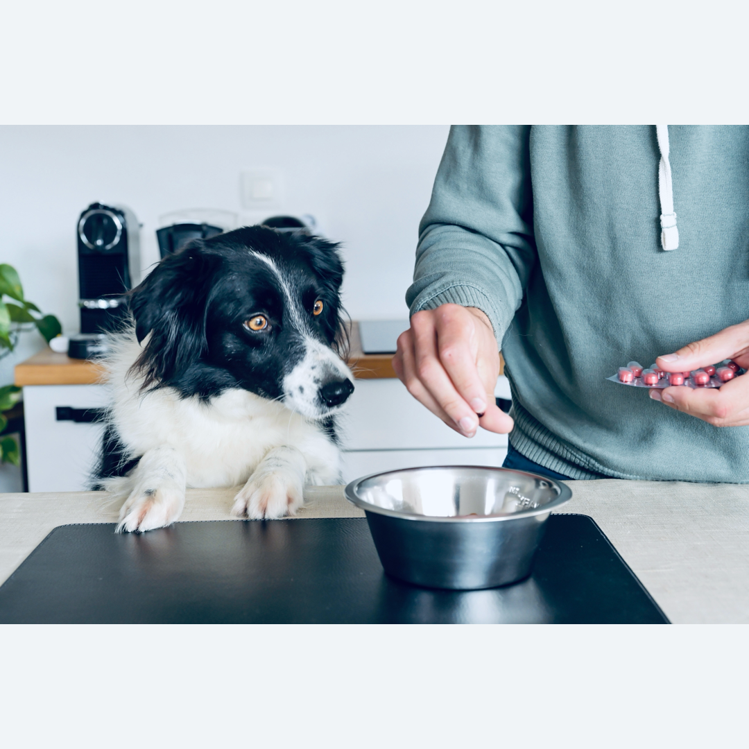 Nutreal Nutriflex 5 - chien recevant son complément - articulations en bonne santé