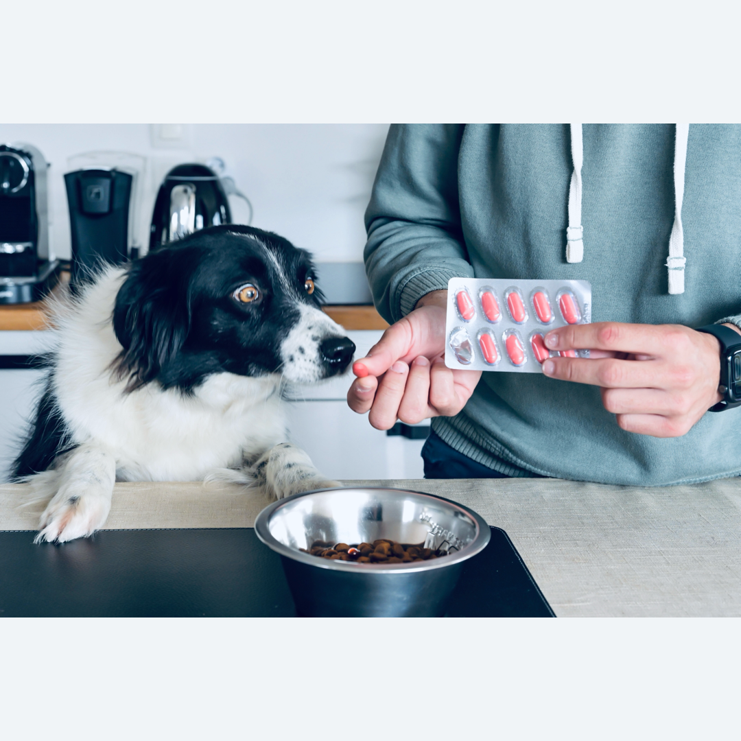 Nutreal Nutriflex 6 - chien recevant son complément - articulations en bonne santé